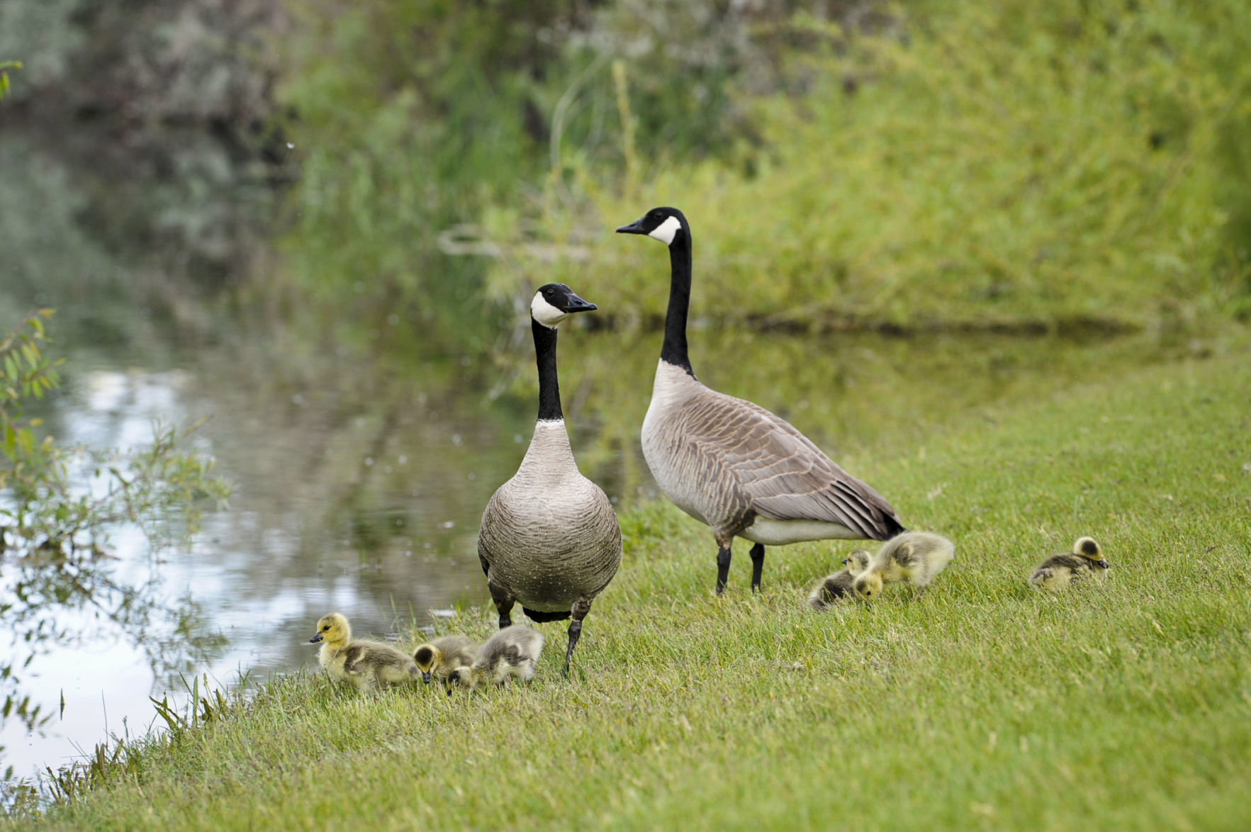 A pair of Canada Geese with goslings